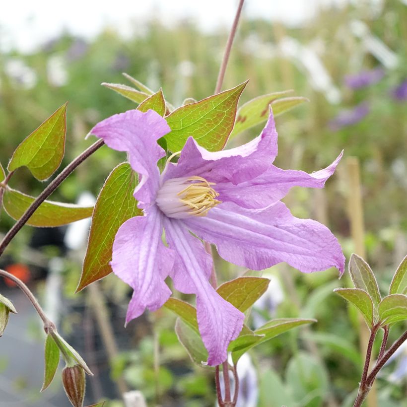 Clématite - Clematis diversifolia East River (Flowering)