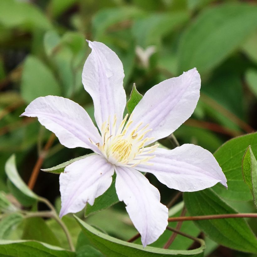 Clématite - Clematis diversifolia River Star (Floraison)
