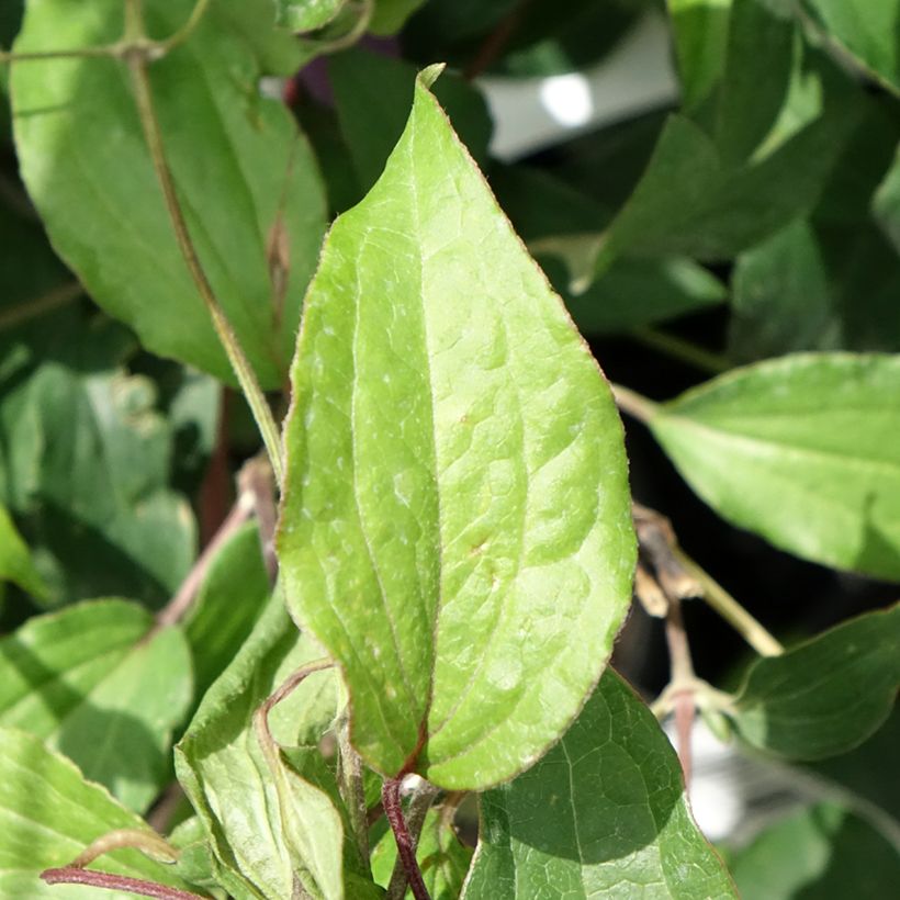 Clématite - Clematis diversifolia Stella Bella (Feuillage)