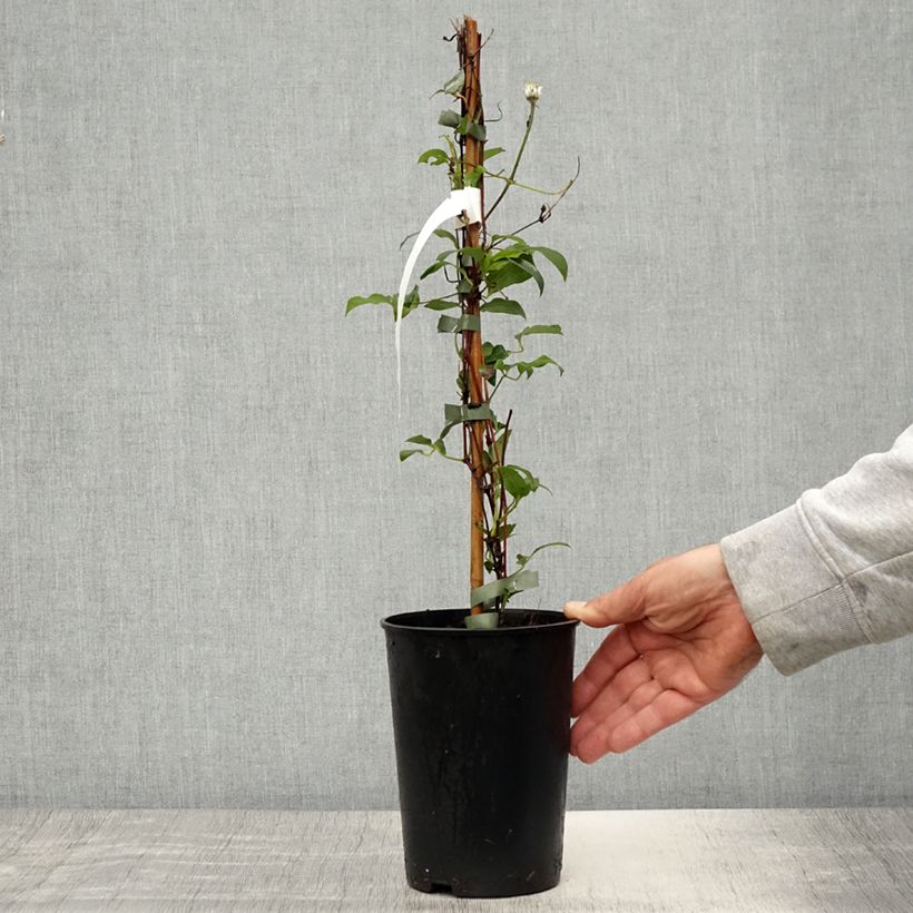 Spécimen de Clématite - Clematis diversifolia Stella Bella Pot de 1,5L/2L tel que livré au printemps