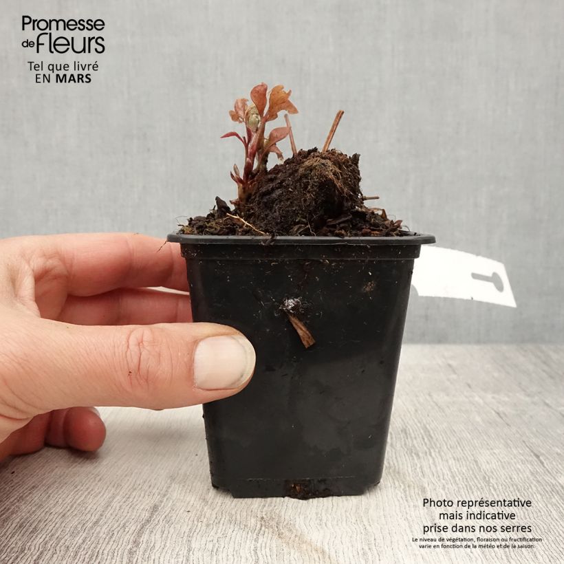 Spécimen de Clématite - Clematis Duchesse d'Edimbourg Godet de 8/9 cm tel que livré au printemps