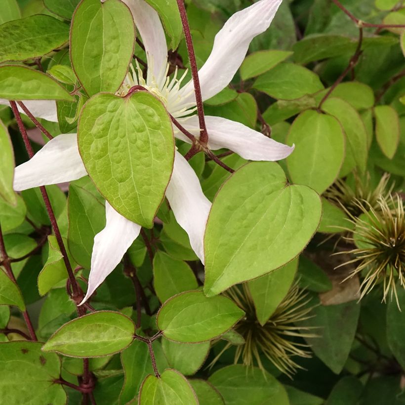 Clématite - Clematis Etoile Nacrée (Feuillage)