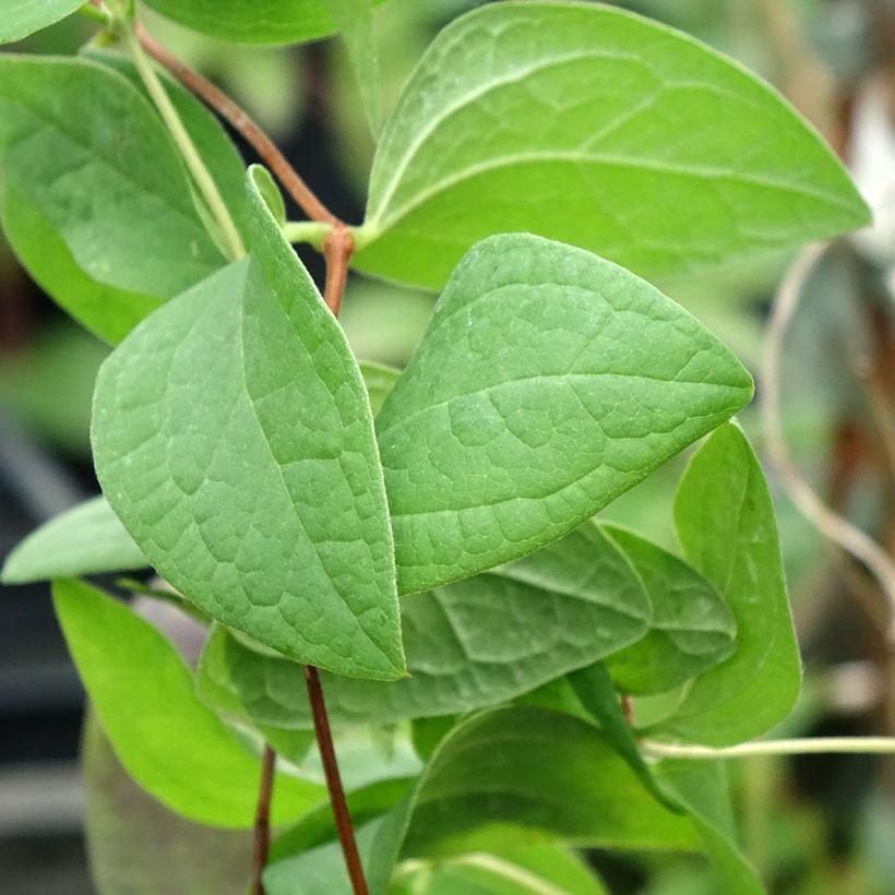 Clématite - Clematis Fascination (Feuillage)
