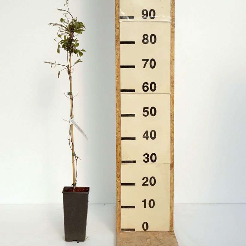 Spécimen de Clématite - Clematis First Love Pot de 2L/3L tel que livré au printemps