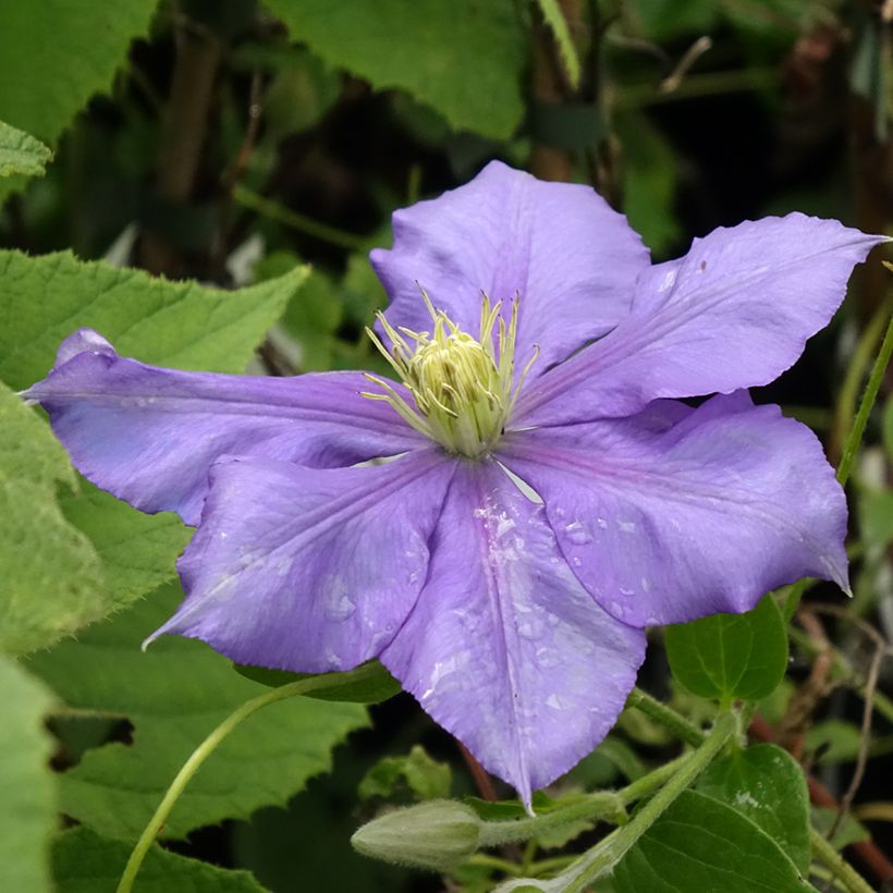 Clématite - Clematis Général Sikorski (Floraison)