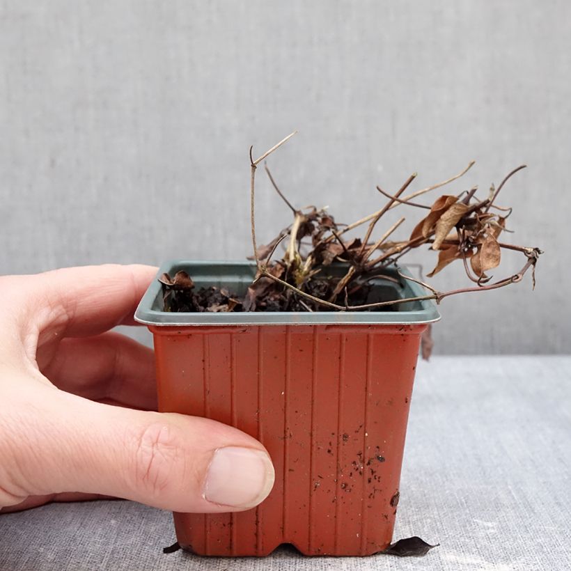 Spécimen de Clématite - Clematis Guernsey Flute Godet de 8/9 cm tel que livré en hiver