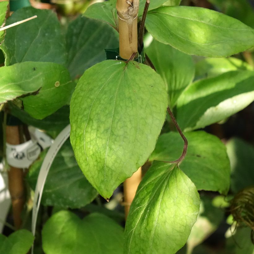 Clématite - Clematis H. F. Young (Foliage)