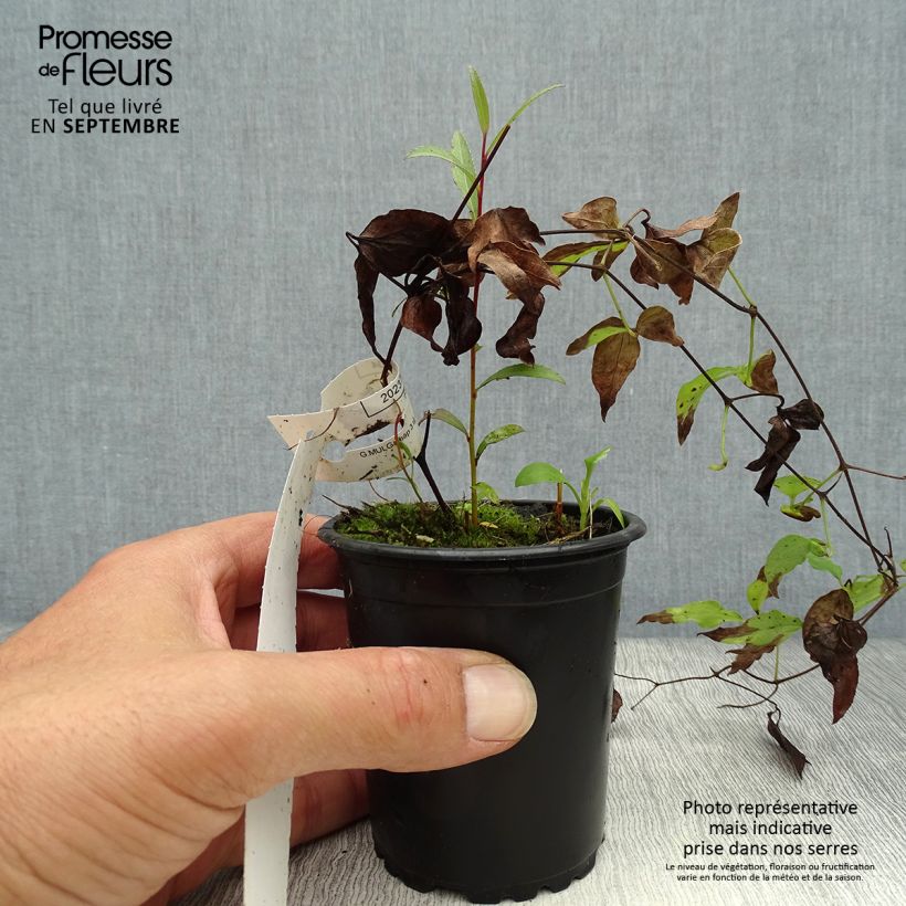 Spécimen de Clématite - Clematis Hagley hybride Godet de 8/9 cm tel que livré en automne