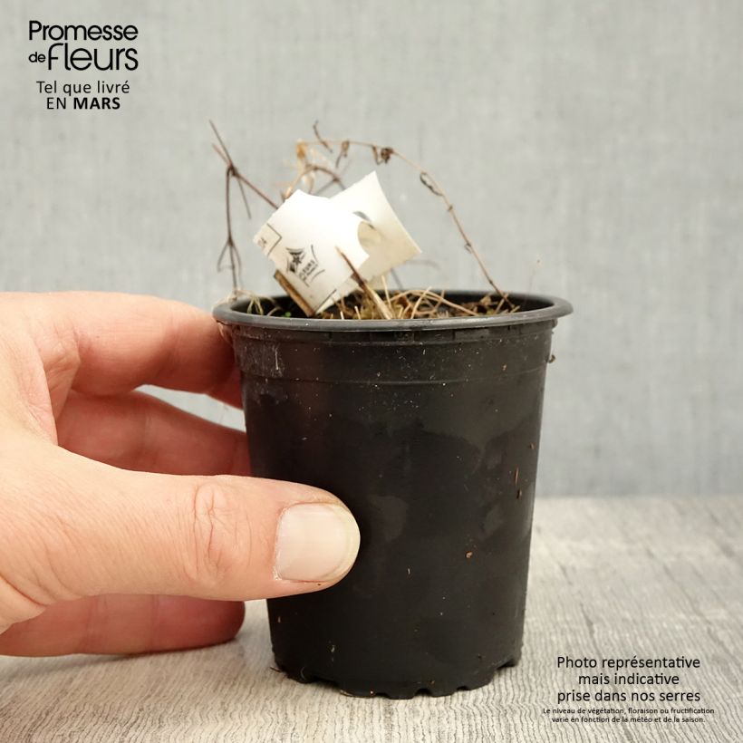 Spécimen de Clématite - Clematis Hagley hybride Godet de 8/9 cm tel que livré au printemps