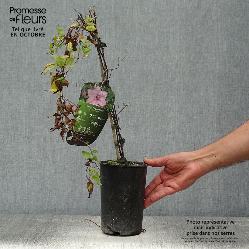 Spécimen de Clématite - Clematis Hagley hybride Pot de 2L/3L tel que livré en automne