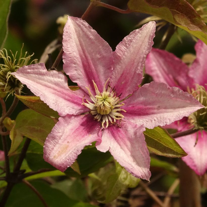 Clématite - Clematis Hanagurama (Floraison)