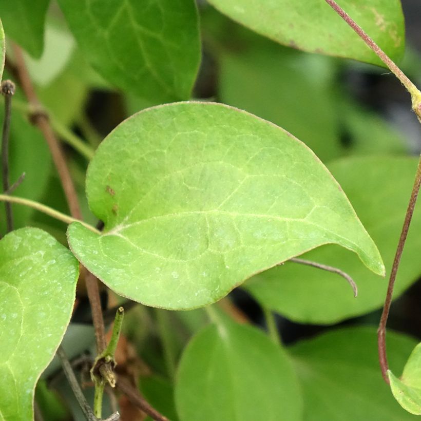 Clématite - Clematis Hania (Feuillage)