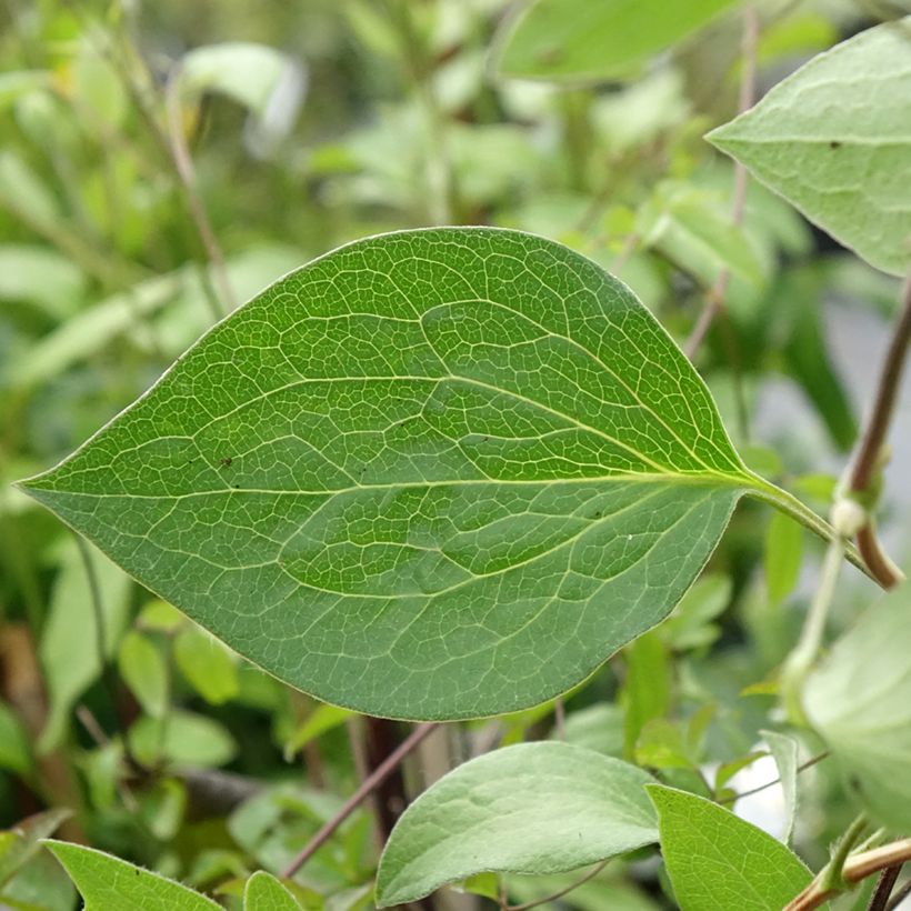 Clématite - Clematis integrifolia Blue River (Feuillage)