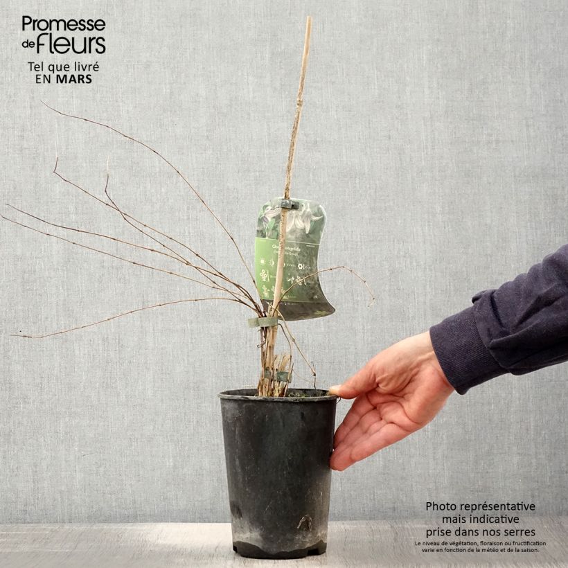 Spécimen de Clématite - Clematis integrifolia Pot de 2L/3L tel que livré au printemps