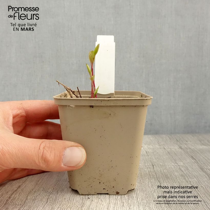 Spécimen de Clématite - Clematis integrifolia Godet de 8/9 cm tel que livré au printemps