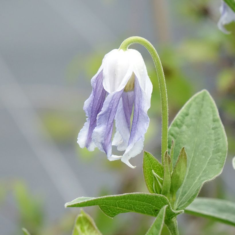 Clématite - Clematis integrifolia Hakuree (Floraison)