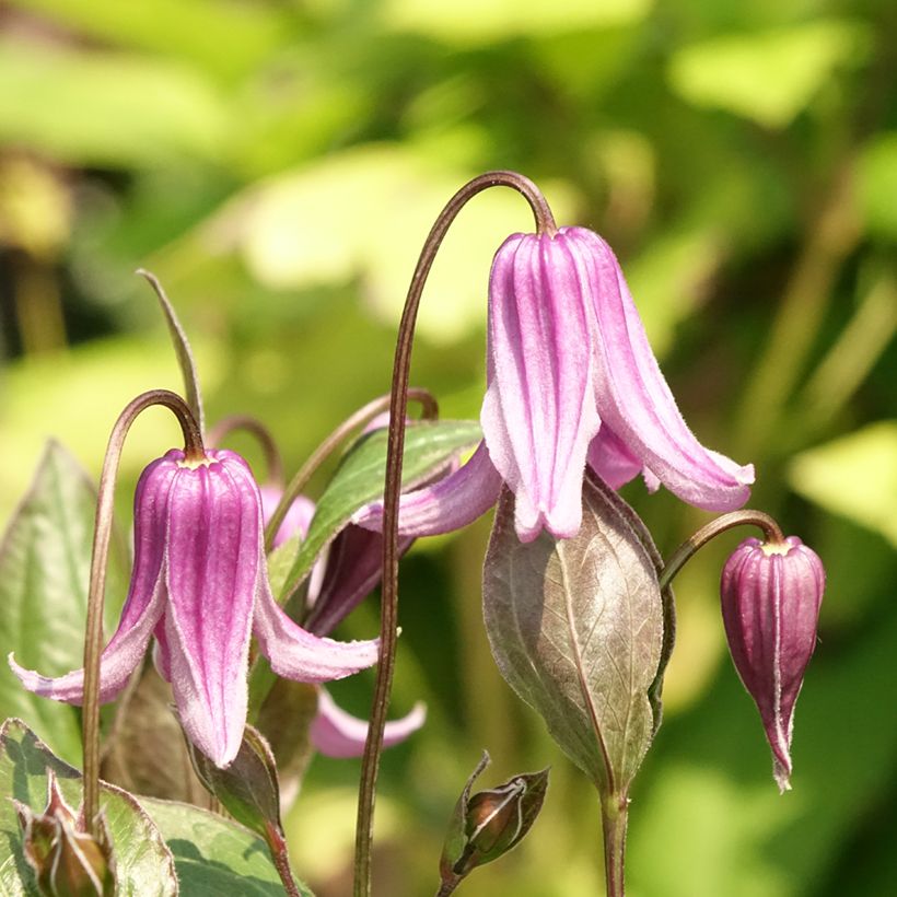 Clématite - Clematis integrifolia Rosea (Flowering)