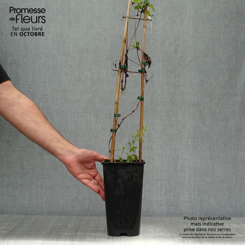 Spécimen de Clématite - Clematis jackmanii Superba Pot de 2L/3L tel que livré en automne