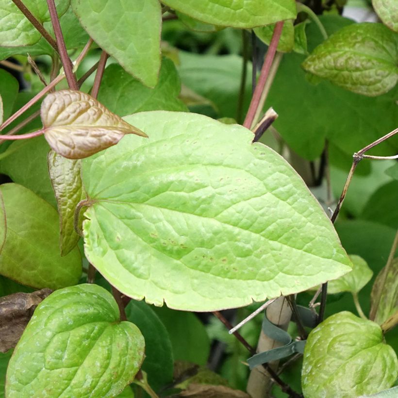 Clématite - Clematis Jenny (Feuillage)