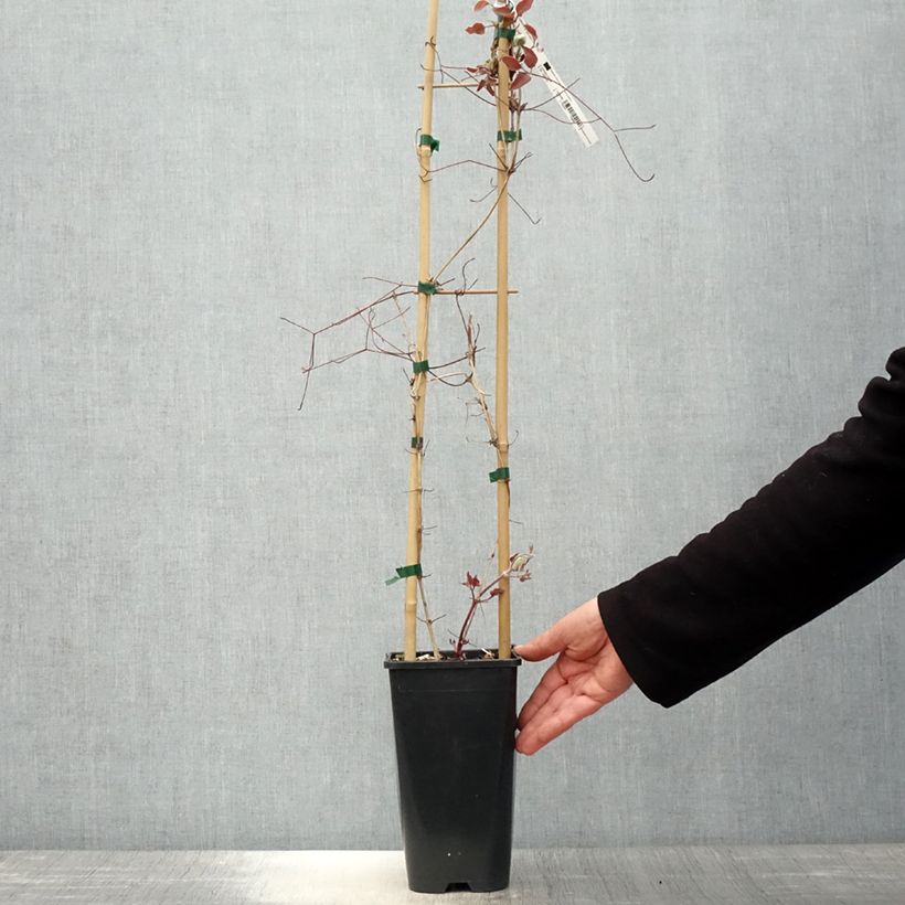 Spécimen de Clématite - Clematis John Paul II (Jean Paul II) Pot de 2L/3L tel que livré au printemps