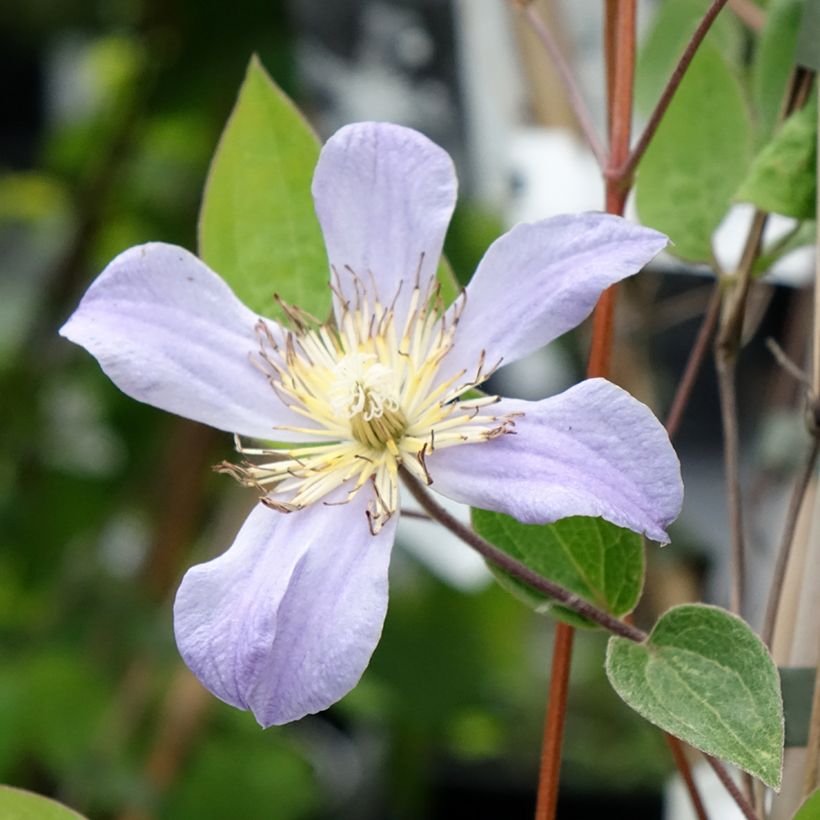Clématite - Clematis Juuli (Floraison)