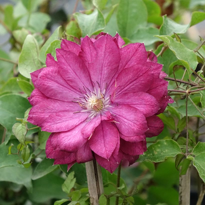 Clématite - Clematis Kaen (Floraison)