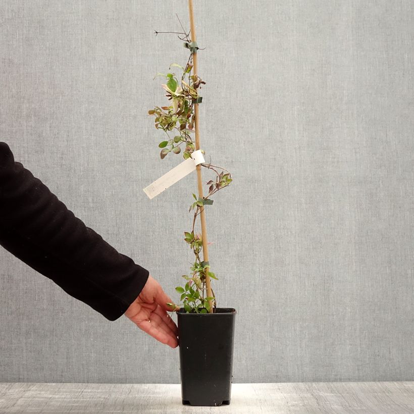 Spécimen de Clématite - Clematis Kaiser  Pot de 2L/3L tel que livré au printemps