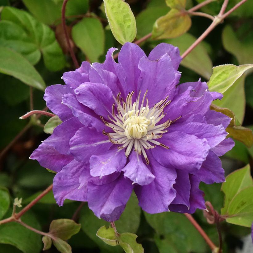 Clématite - Clematis Kiri Te Kanawa (Floraison)