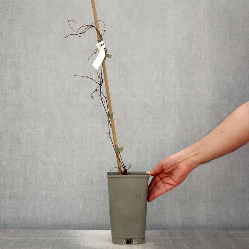 Spécimen de Clématite - Clematis Lasurstern Pot de 1,5L/2L tel que livré au printemps