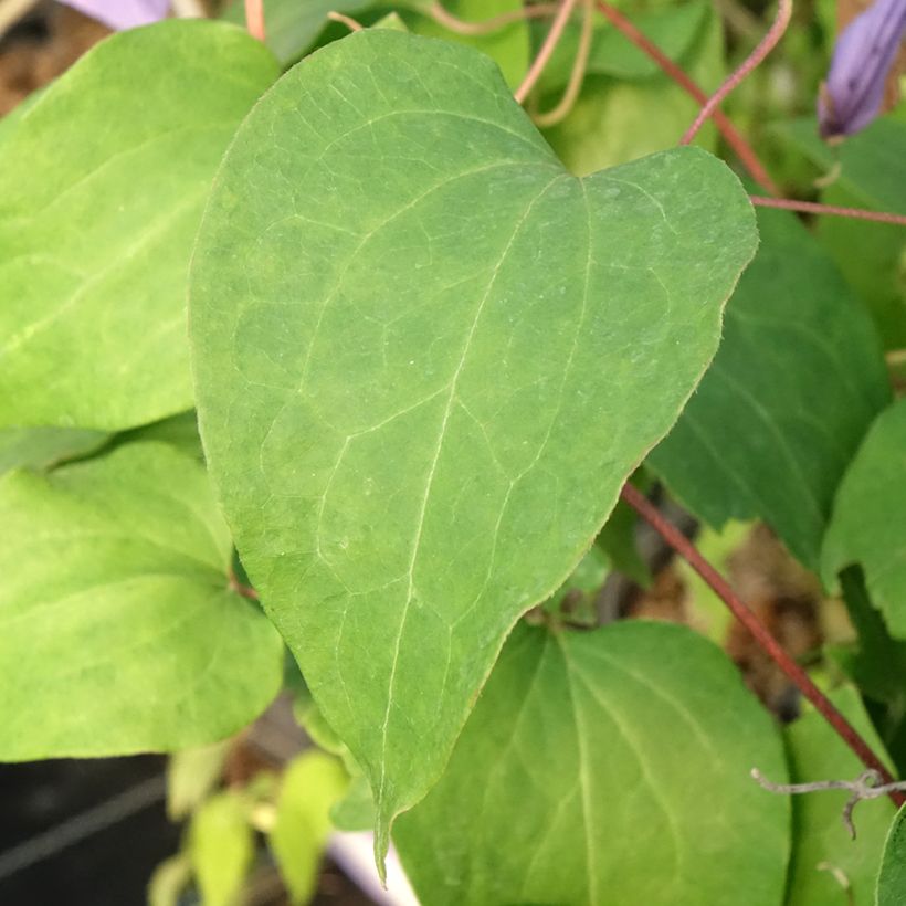 Clématite - Clematis Lawsoniana (Feuillage)