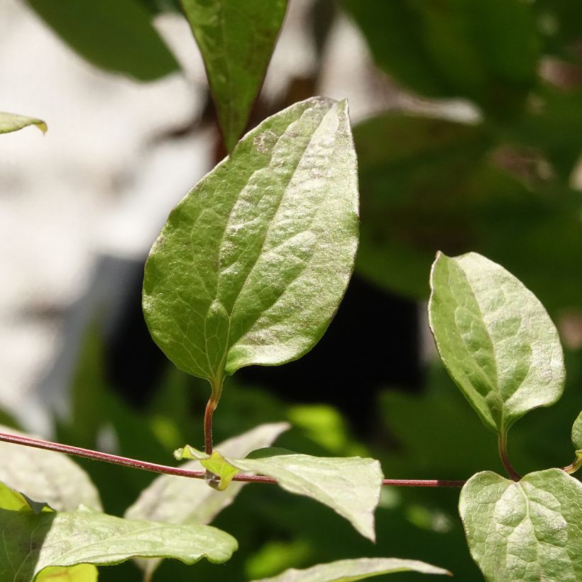 Clématite - Clematis Marmori (Feuillage)
