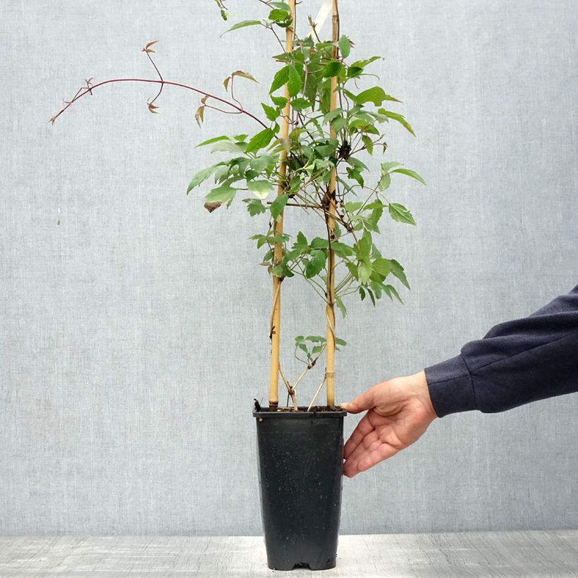 Example of Clématite - Clematis montana Giant Star Pot de 3L/4L as you get in printemps