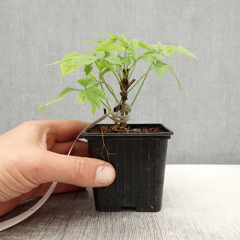 Spécimen de Clématite - Clematis montana Grandiflora Godet de 8/9 cm tel que livré au printemps