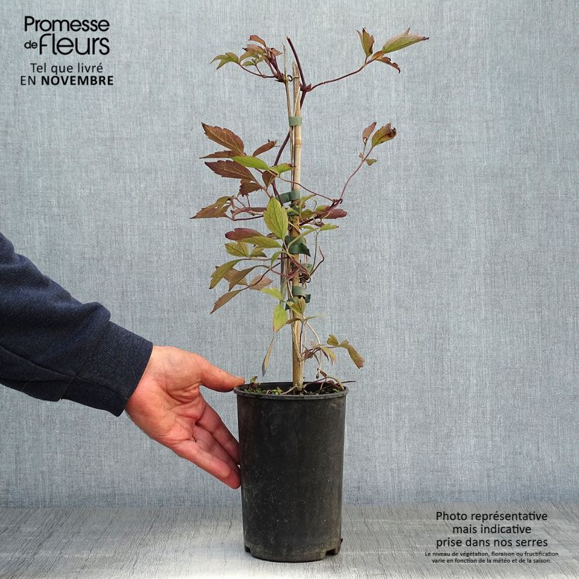 Spécimen de Clématite montana Rubens Pot de 1,5L/2L tel que livré en automne