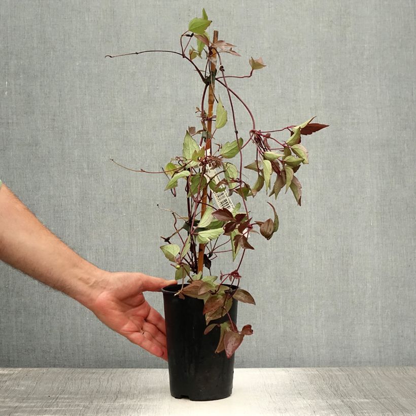 Spécimen de Clématite - Clematis montana Van Gogh Pot de 2L/3L tel que livré en été