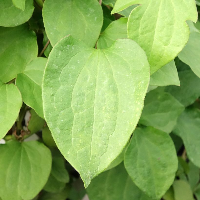 Clématite - Clematis Mrs Cholmondeley (Feuillage)