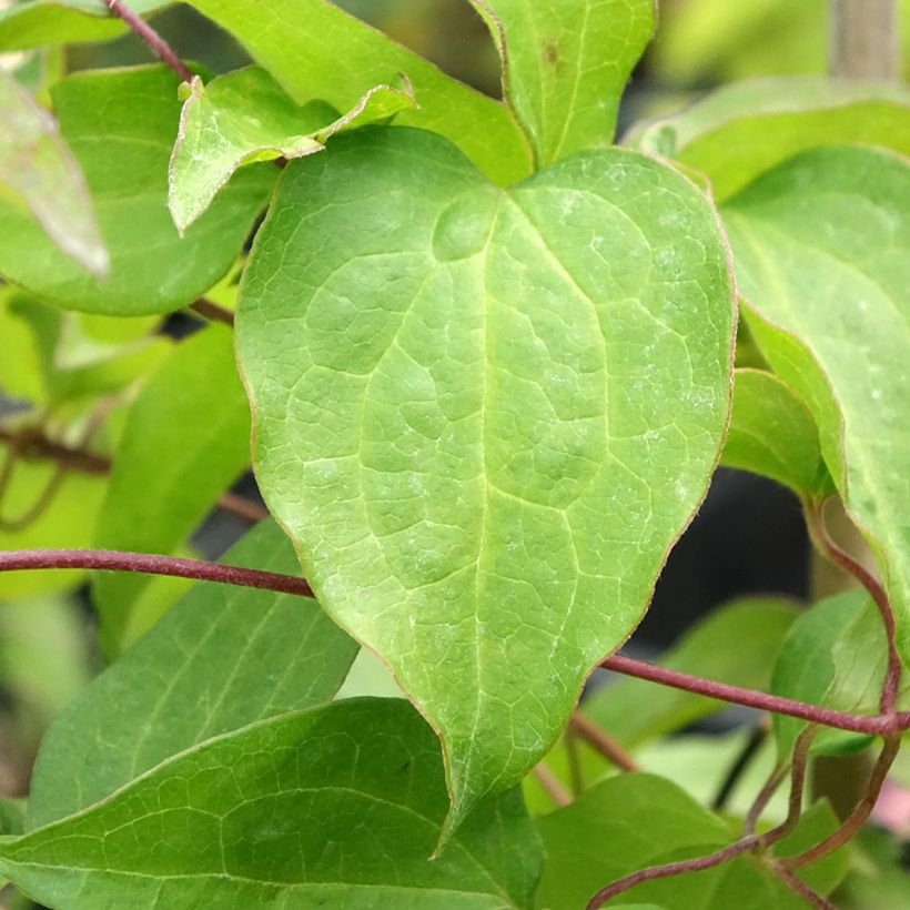 Clématite - Clematis Mrs. Georges Jackman (Feuillage)
