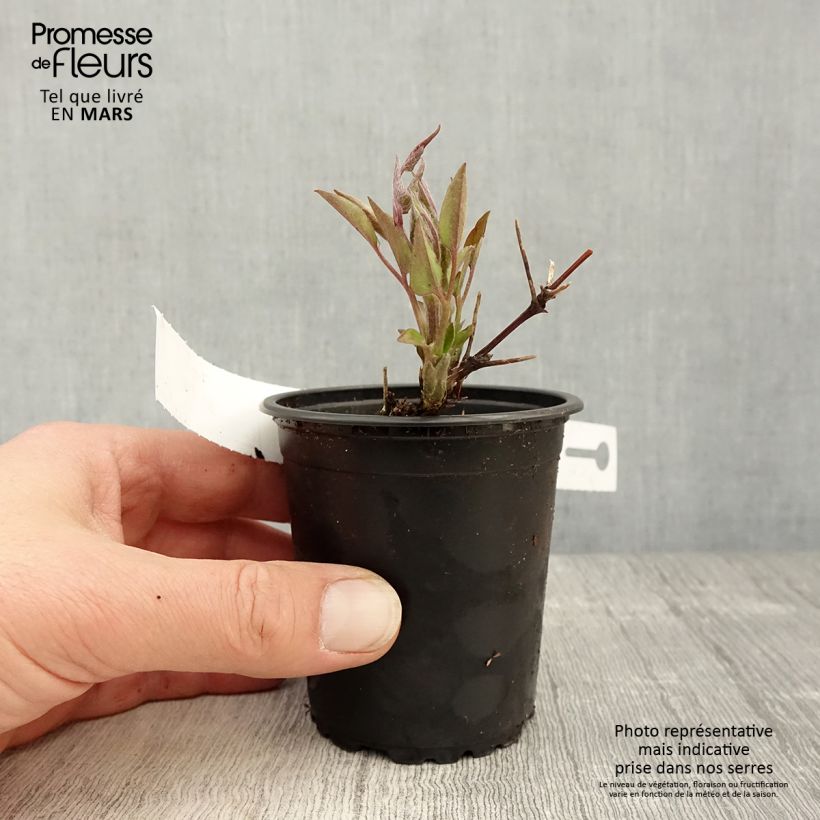 Example of Clématite - Clematis Multi Blue Godet de 8/9 cm as you get in printemps