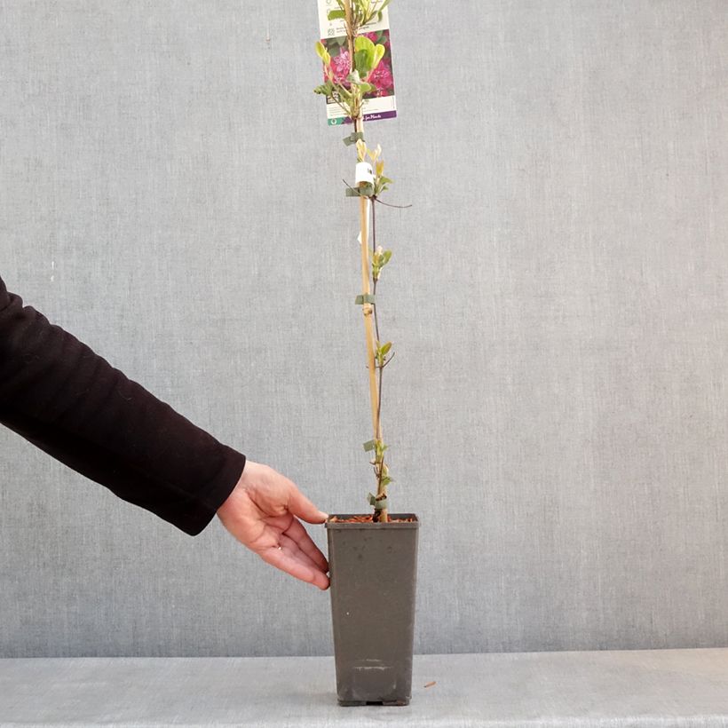 Spécimen de Clématite - Clematis My Darling Pot de 2L/3L tel que livré au printemps