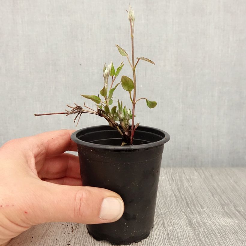 Example of Clématite - Clematis Nelly Moser Godet de 8/9 cm as you get in printemps