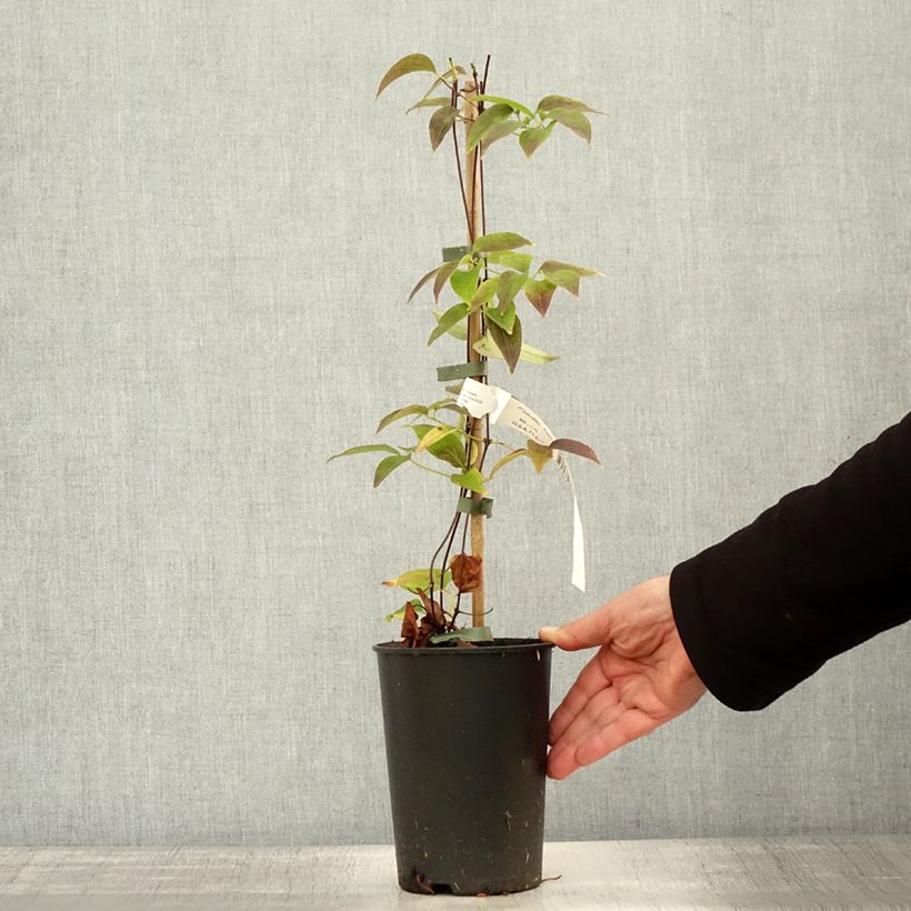 Spécimen de Clématite - Clematis Nelly Moser Pot de 2L/3L tel que livré en automne