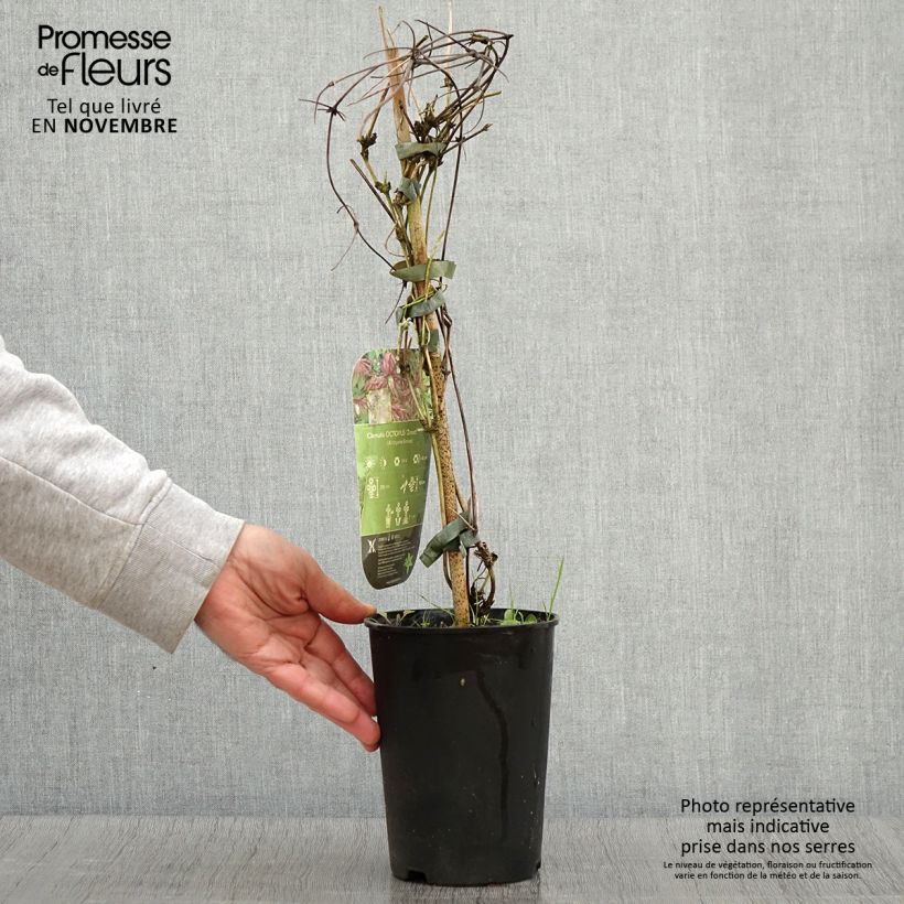 Spécimen de Clématite - Clematis Octopus Pot de 2L/3L tel que livré en automne