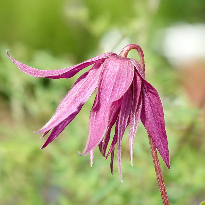 Clématite - Clematis Octopus (Floraison)