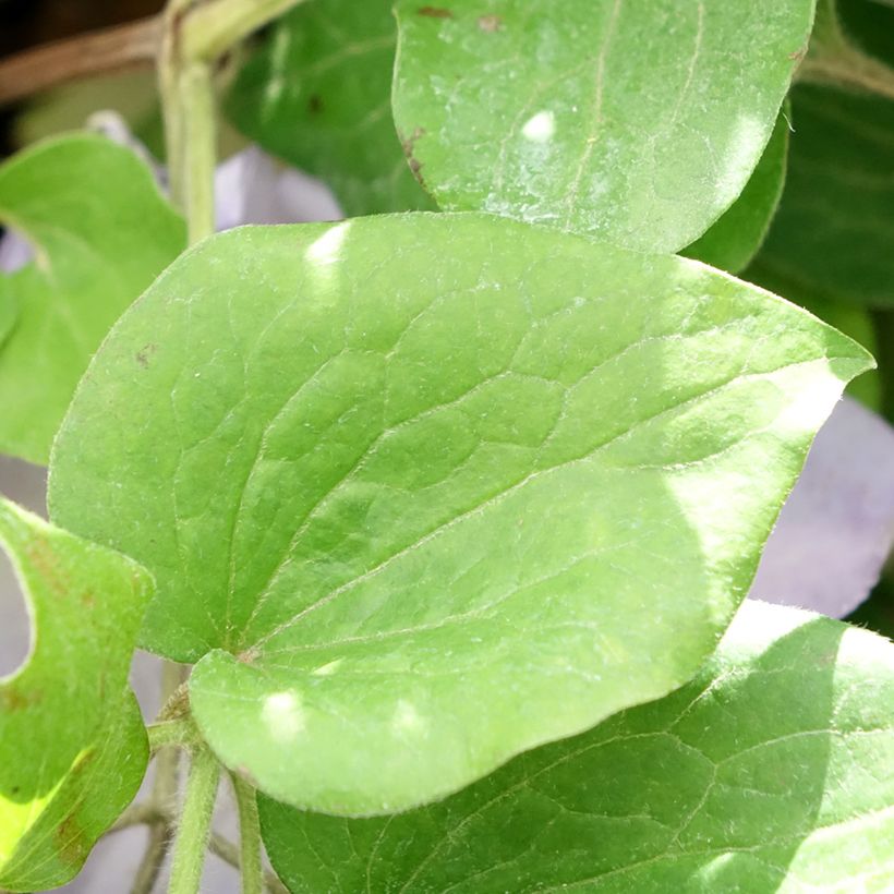 Clématite - Clematis patens Spotlight (Feuillage)