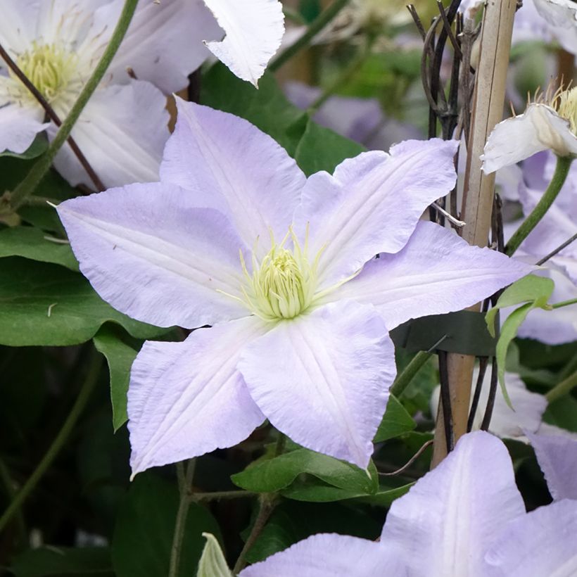 Clématite - Clematis patens Spotlight (Floraison)