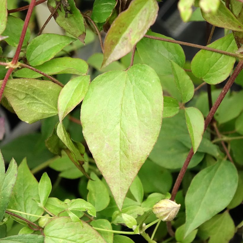 Clématite -Clematis Pernille (Foliage)