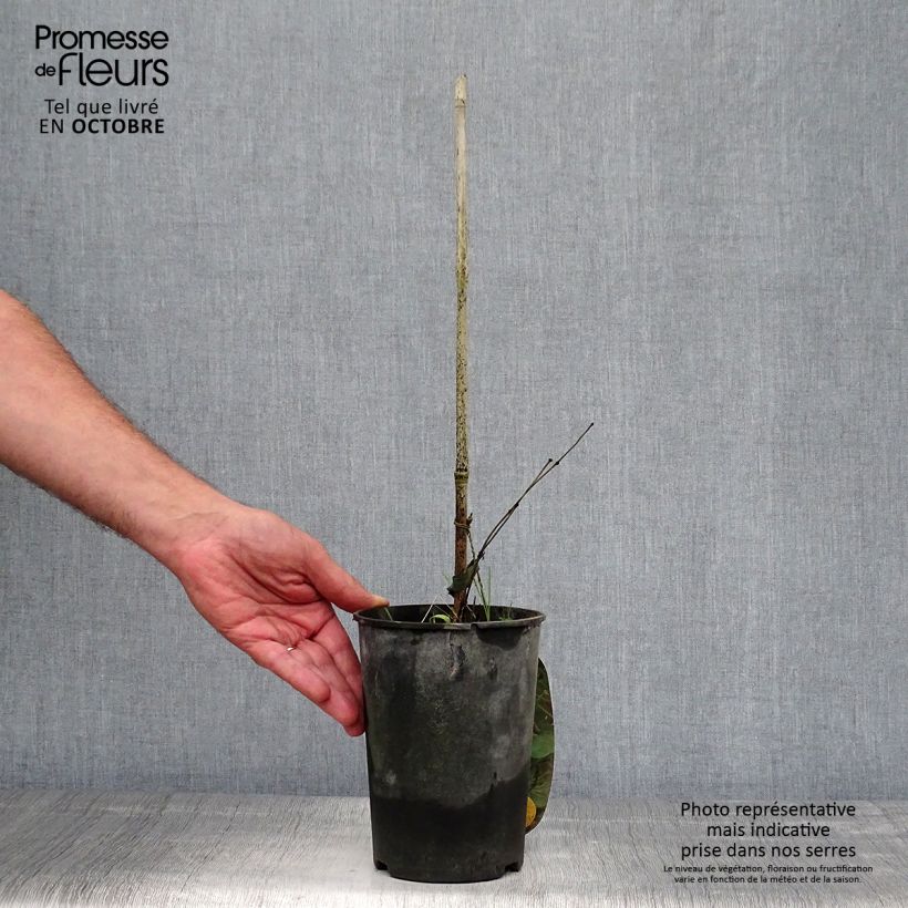 Spécimen de Clématite - Clematis pitcheri Pot de 2L/3L tel que livré en automne
