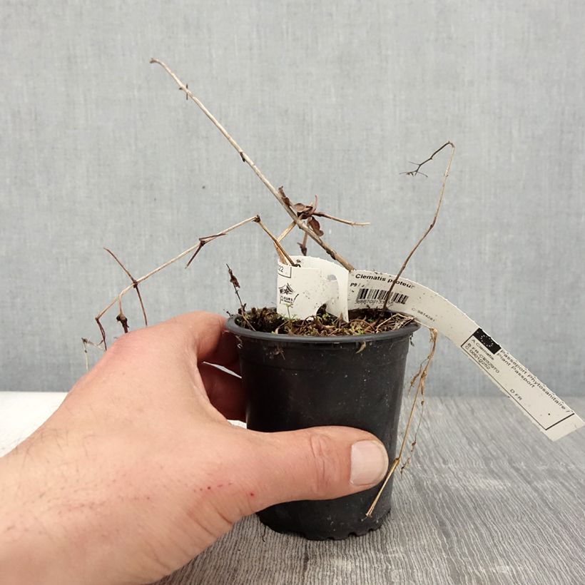 Spécimen de Clématite - Clematis Proteus Godet de 8/9 cm tel que livré au printemps