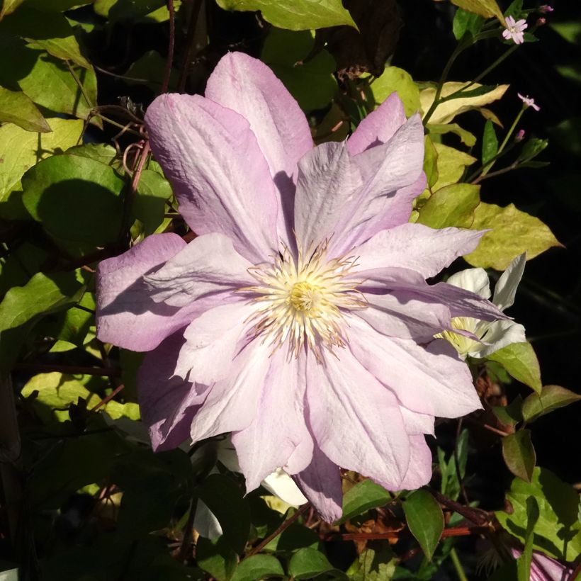 Clématite - Clematis Proteus (Floraison)
