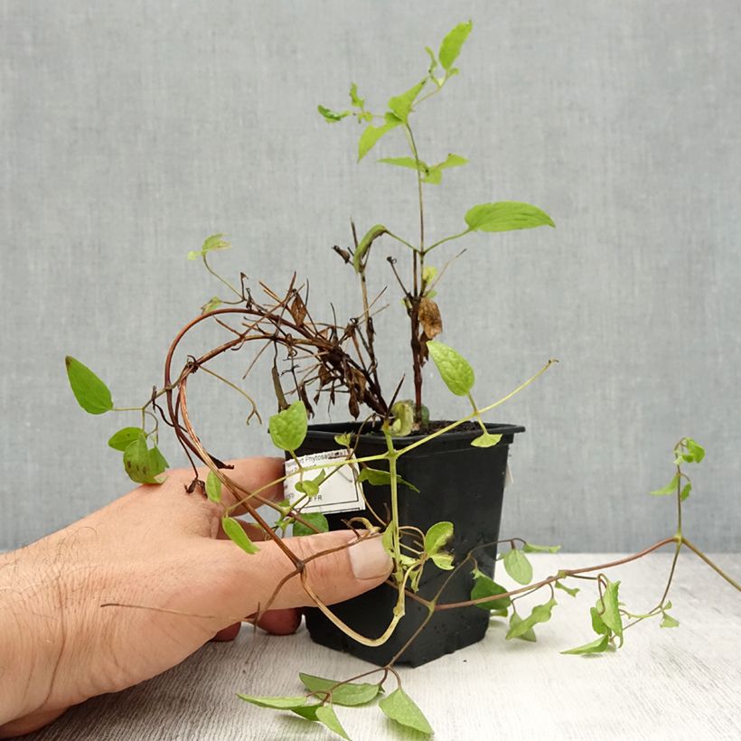 Spécimen de Clématite - Clematis Rasputin Godet de 8/9 cm tel que livré au printemps